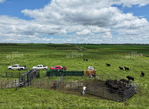 Cattle Pen in Pasture 141344
