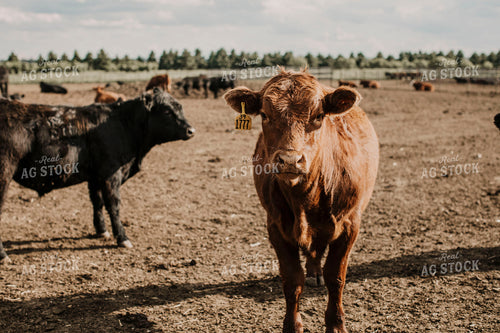 Feedyard 3010