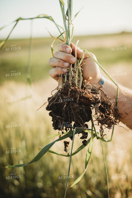 Farmer Agronomist Holding Soil with Rye Cover Crop Roots 5843