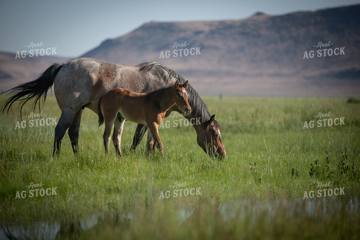 Foal and Mare 78209