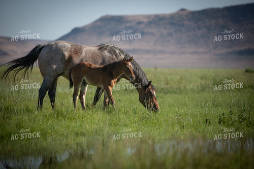 Foal and Mare 78209
