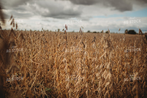Dry Soybeans Under Cloudy Sky 3367