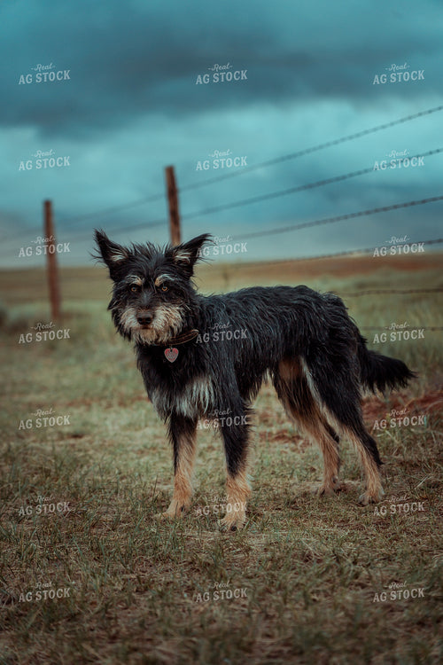 Ranch Dog 58071