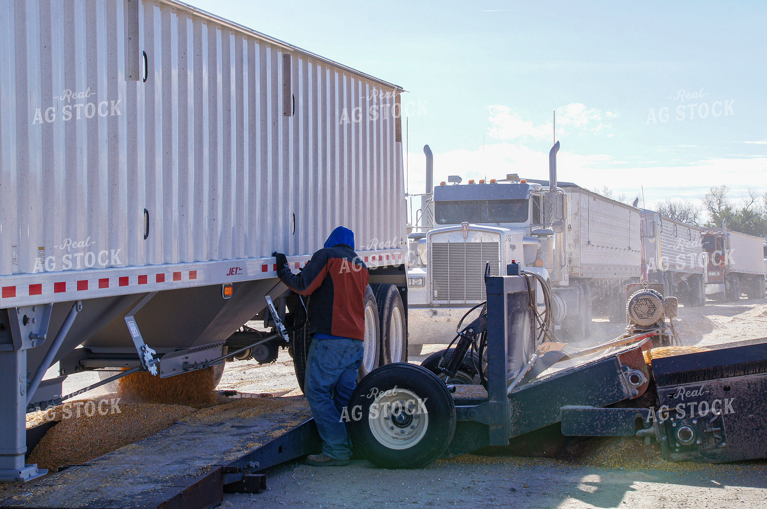 Dumping Grain at Elevator 156015
