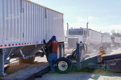 Dumping Grain at Elevator 156015