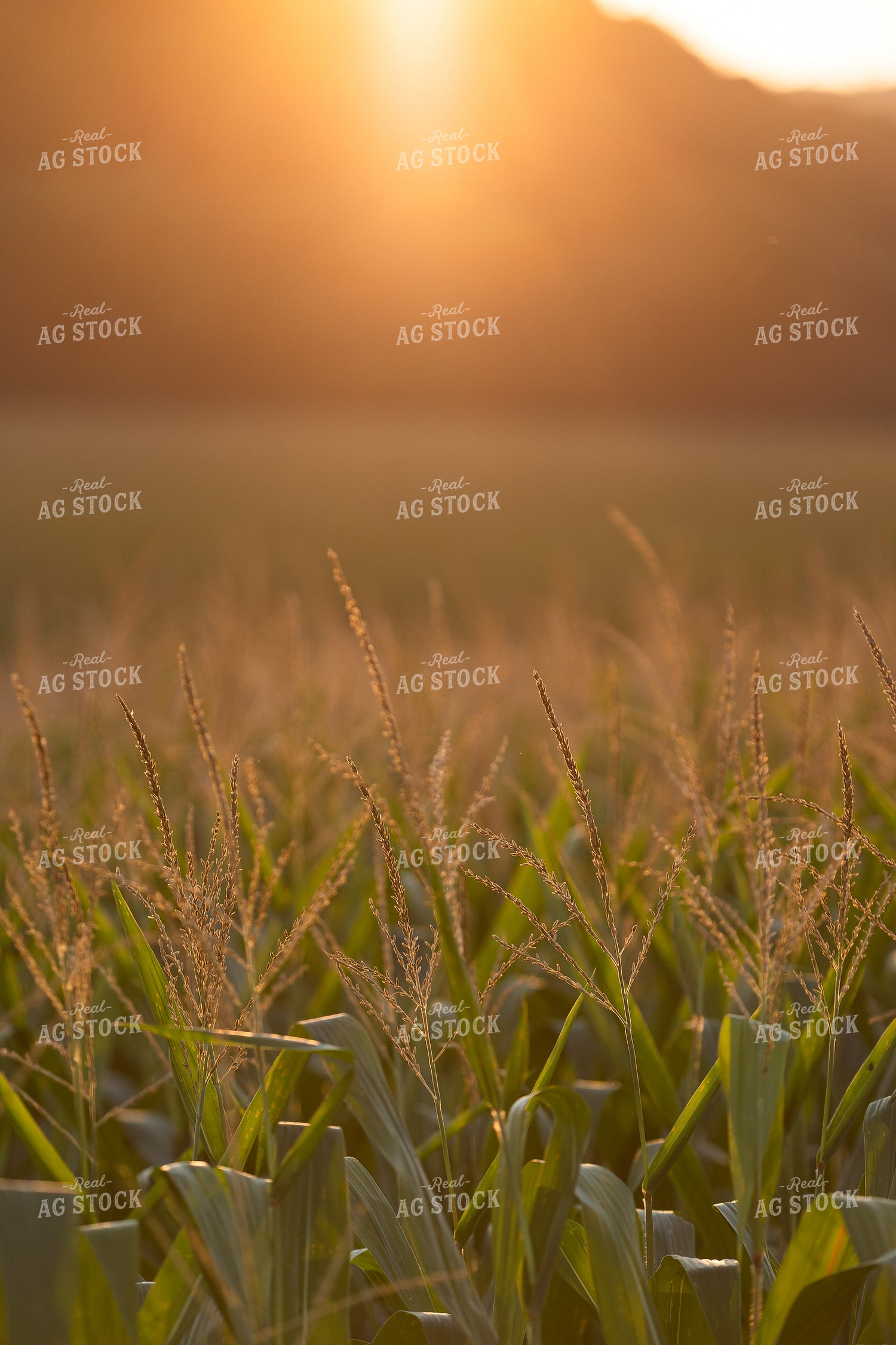Corn Tassels in the Sunset 52755