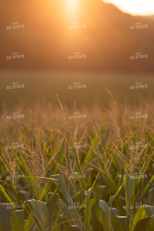 Corn Tassels in the Sunset 52755