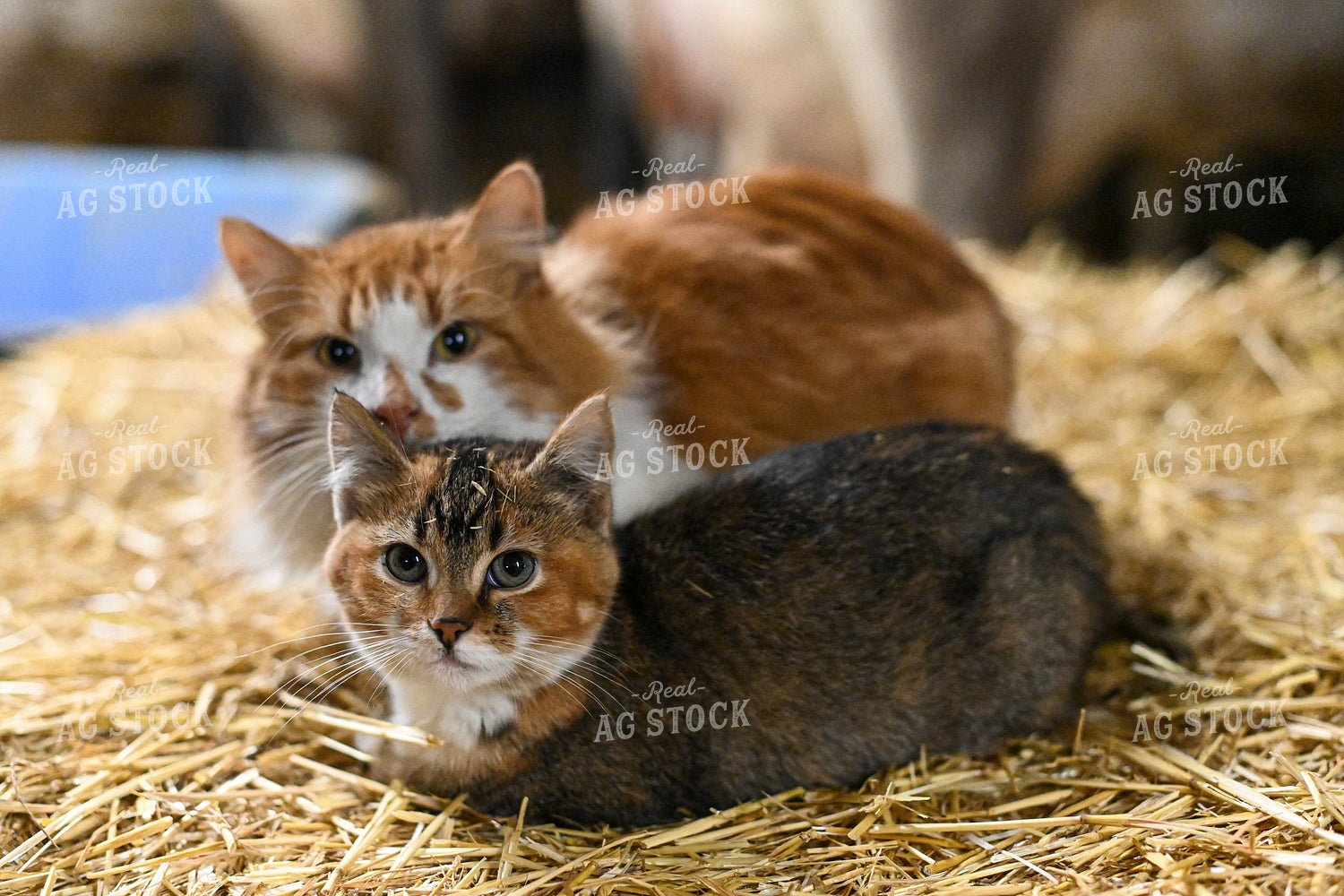 Cats Laying in Straw 120018