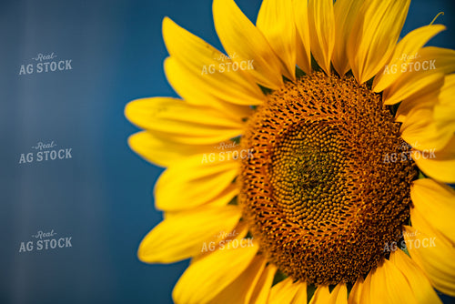 Sunflower Glows in Sun 136047