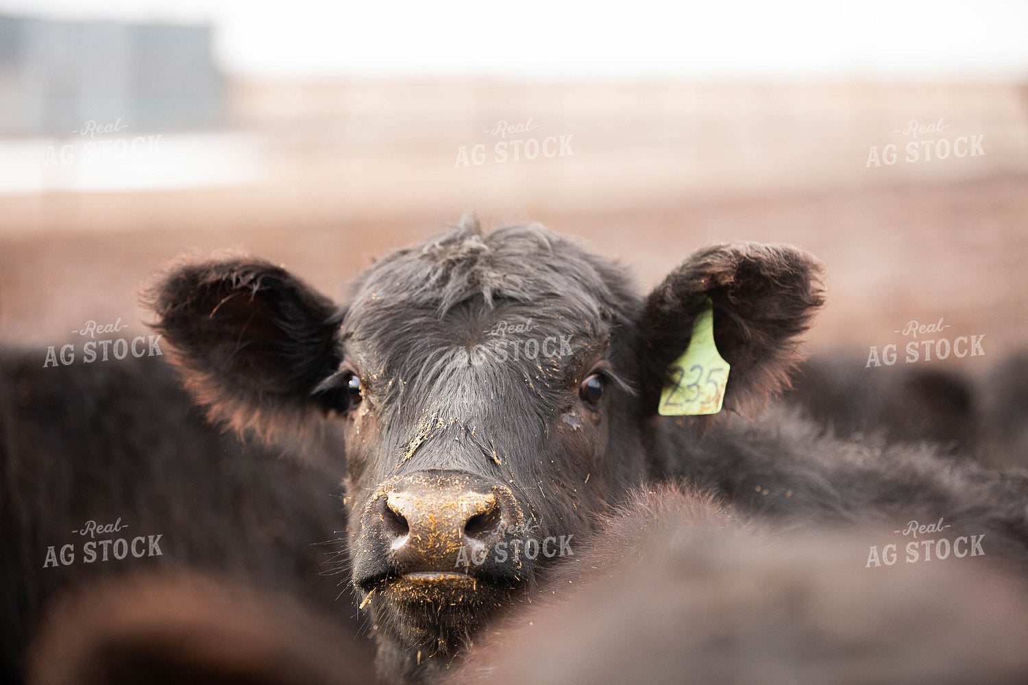 Cattle Close Up 303006