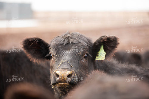 Cattle Close Up 303006