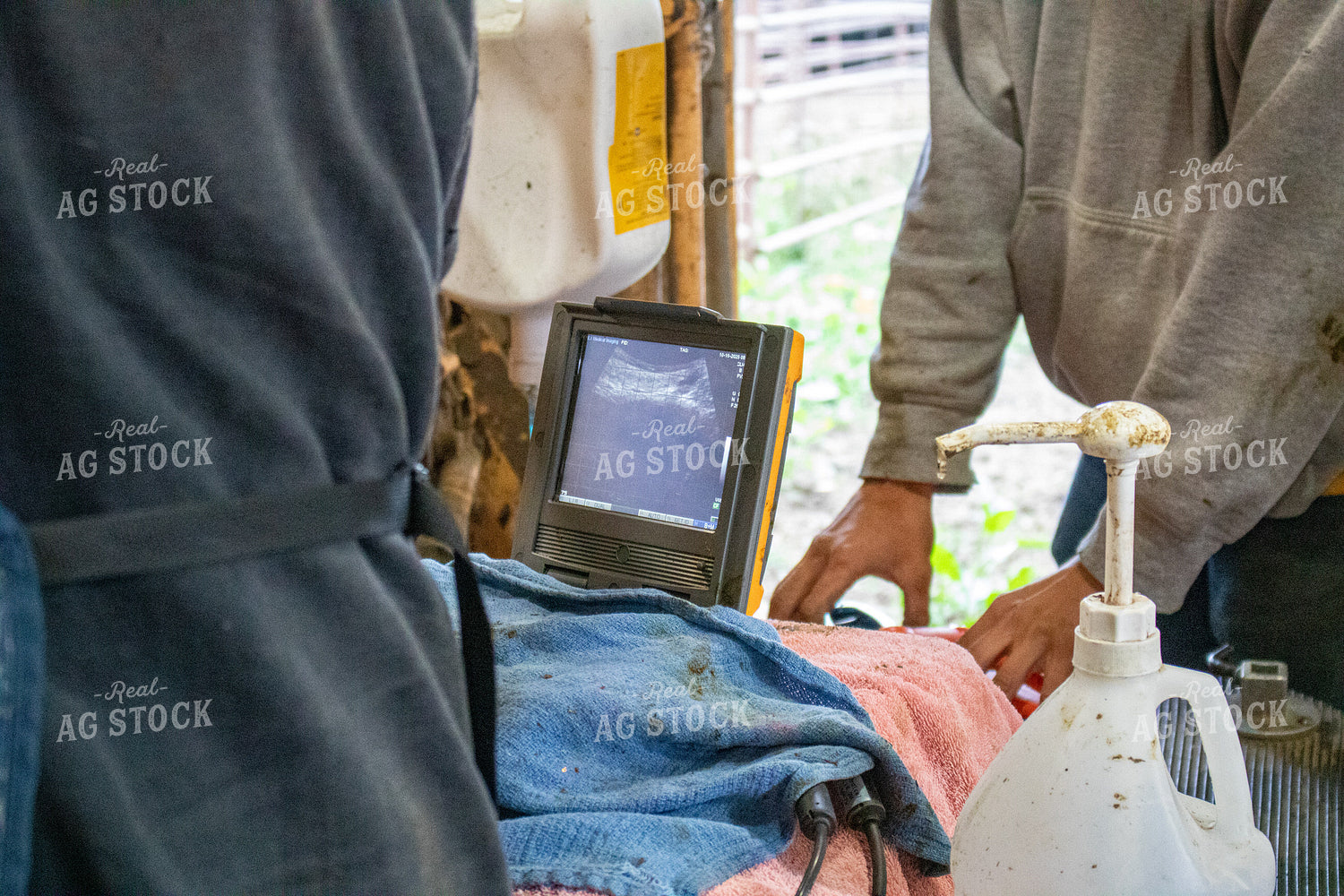 Preg Checking Cattle 214273