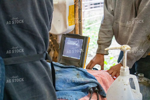 Preg Checking Cattle 214273