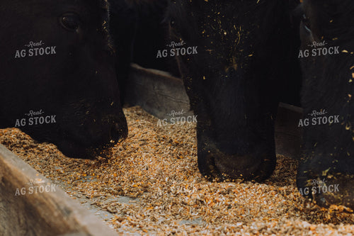 Cattle Eating at Feedbunk 67855