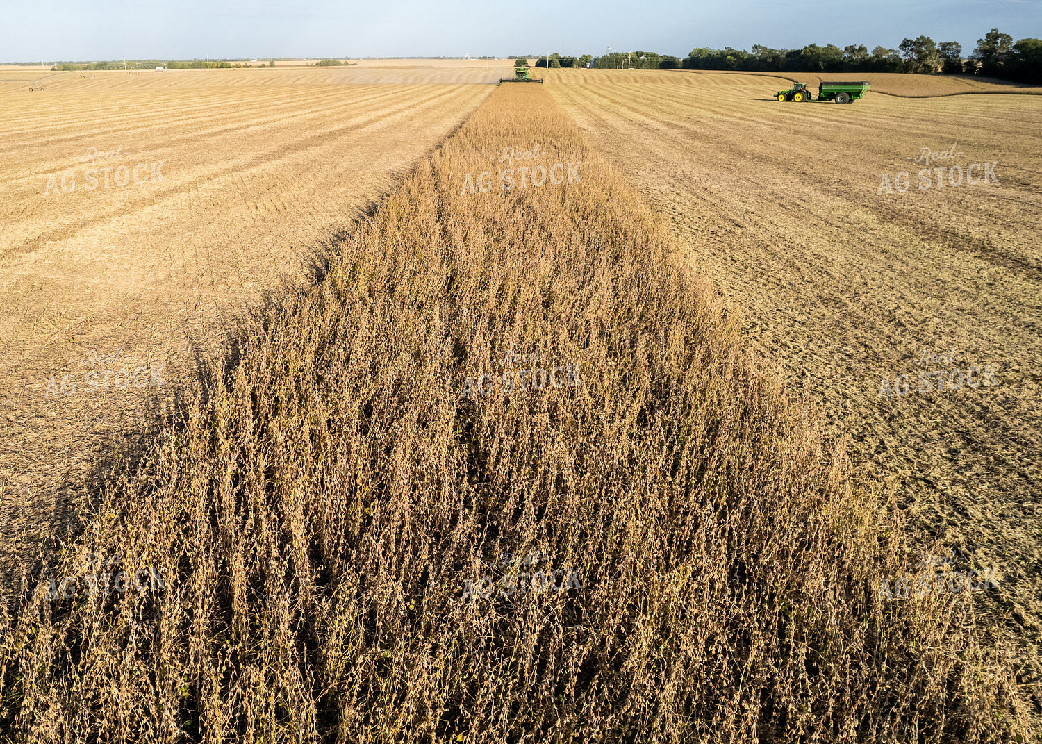 Soybean Harvest 65240