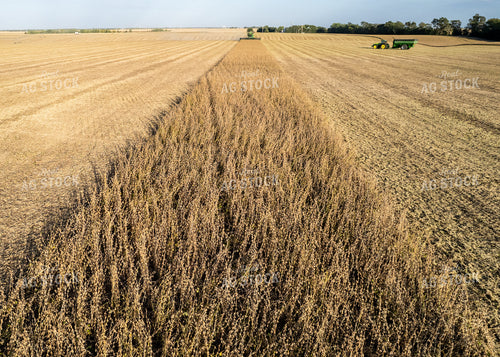Soybean Harvest 65240