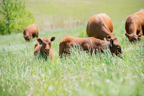 Red Angus Cow Calf Pairs on Pasture 193104