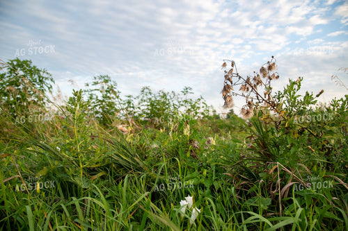 CRP Land 25002