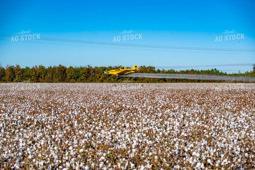 Crop Duster Spraying Cotton Field 136251