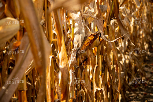 Dried Corn Ear in the Field 25539