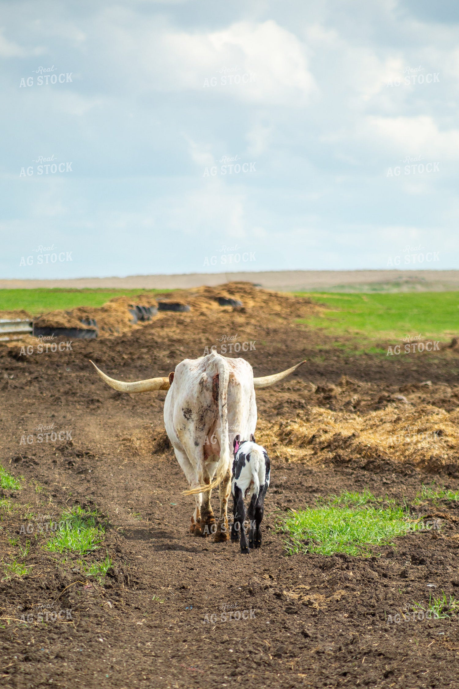 Longhorn Cow Calf Pair 155509