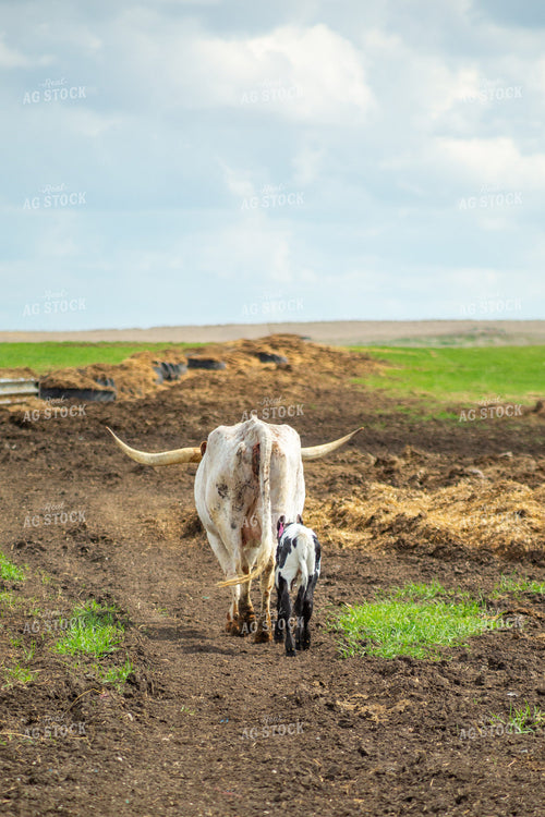 Longhorn Cow Calf Pair 155509