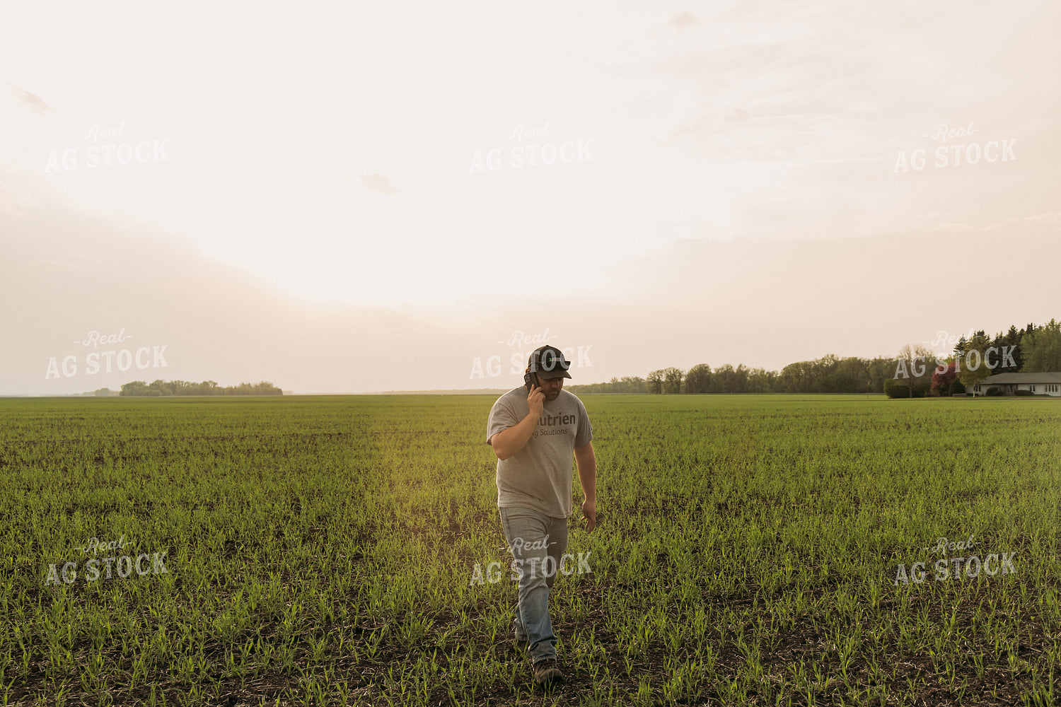 Farmer Scouting Sugar Beets 204013