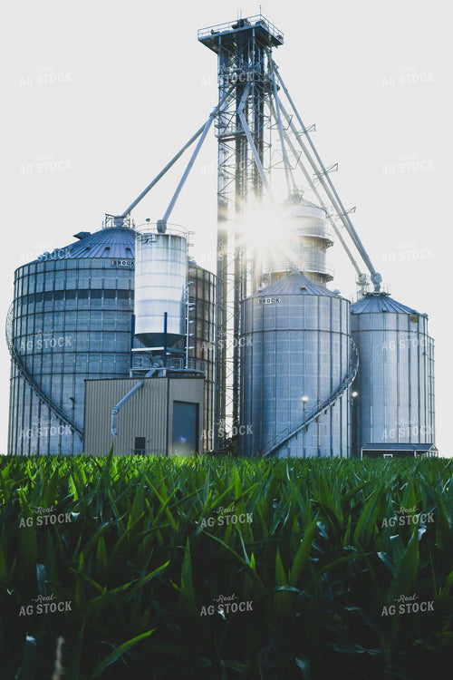 Grain Bin Site and Corn Field 86013