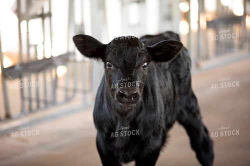 Beef on Dairy Calf 55255