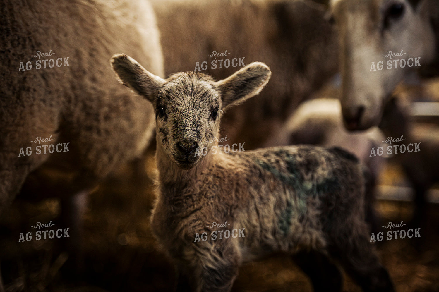 Lamb 195039