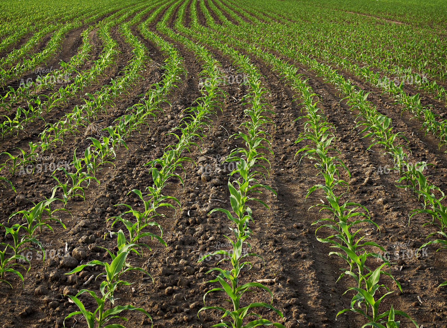 Early Growth Corn 100050