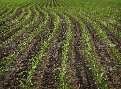 Early Growth Corn 100050