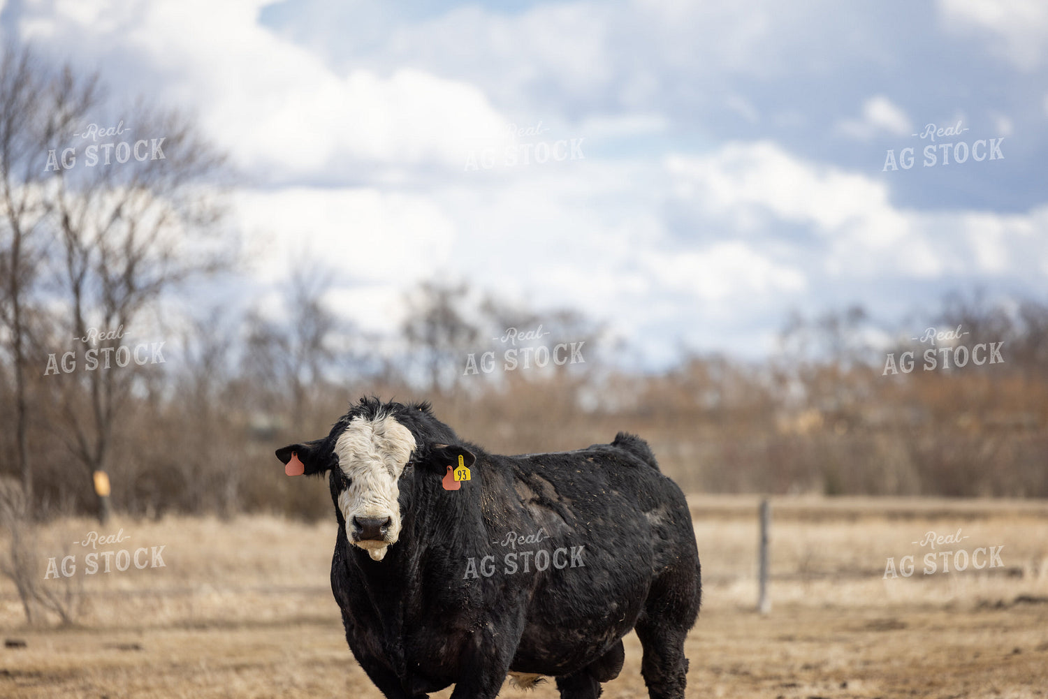 Simmental Bull 72198