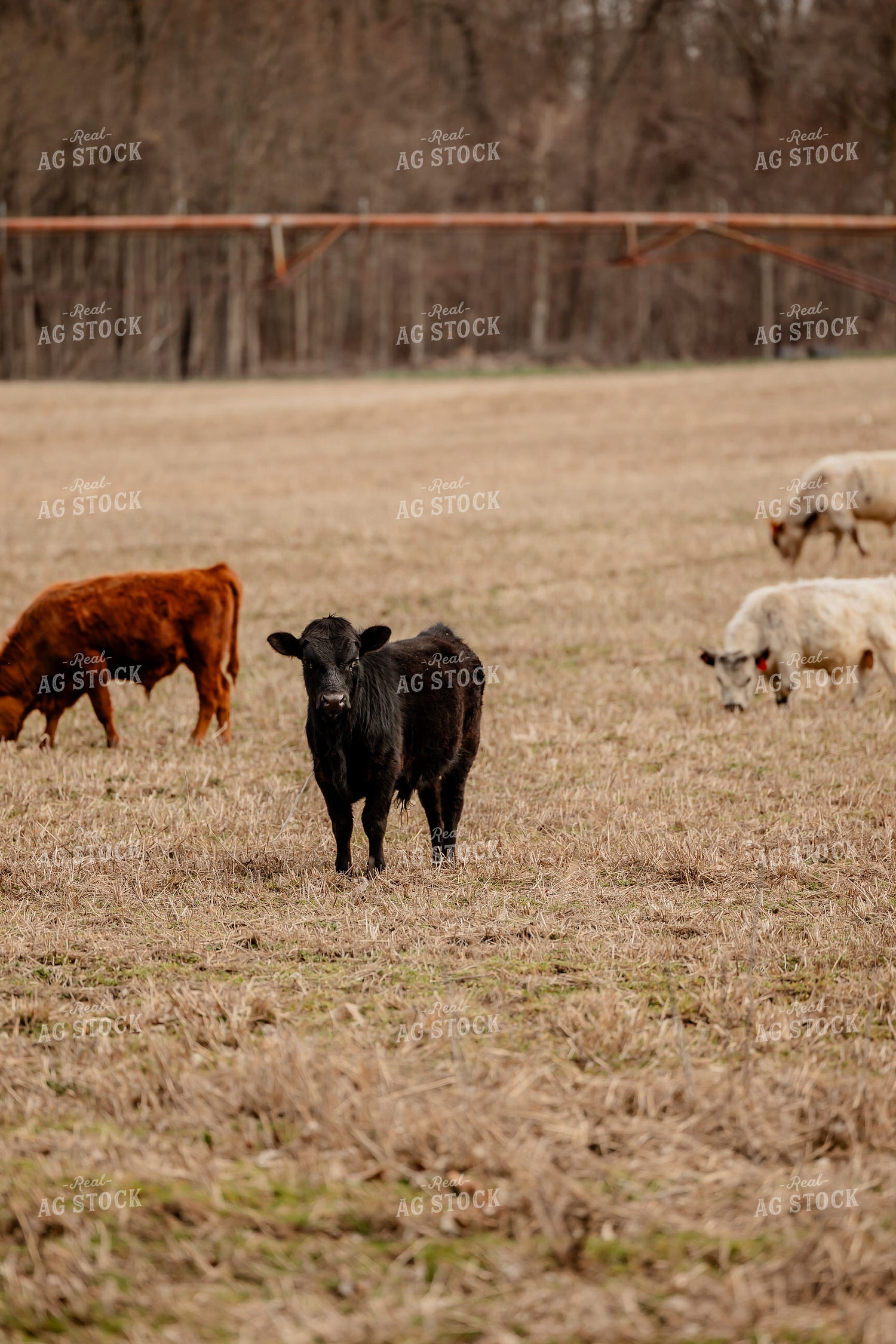 Sheep and Cattle Grazing 104045