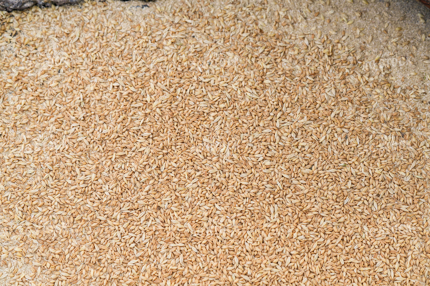 Harvested Barley 293029