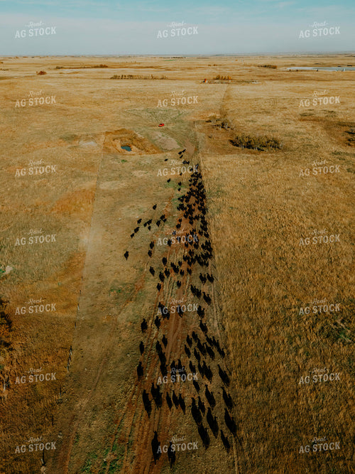 Aerial Angus Cattle on Pasture 187090