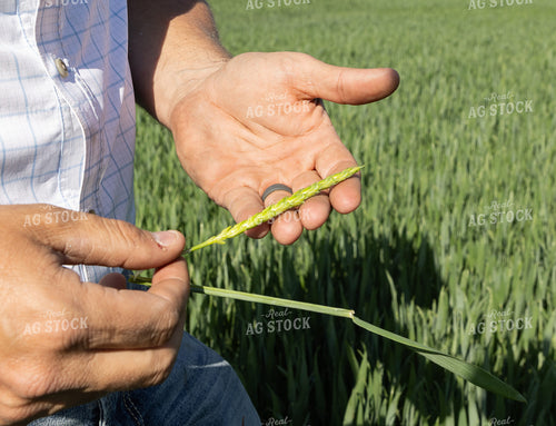 Farmer Checking Wheat 79789