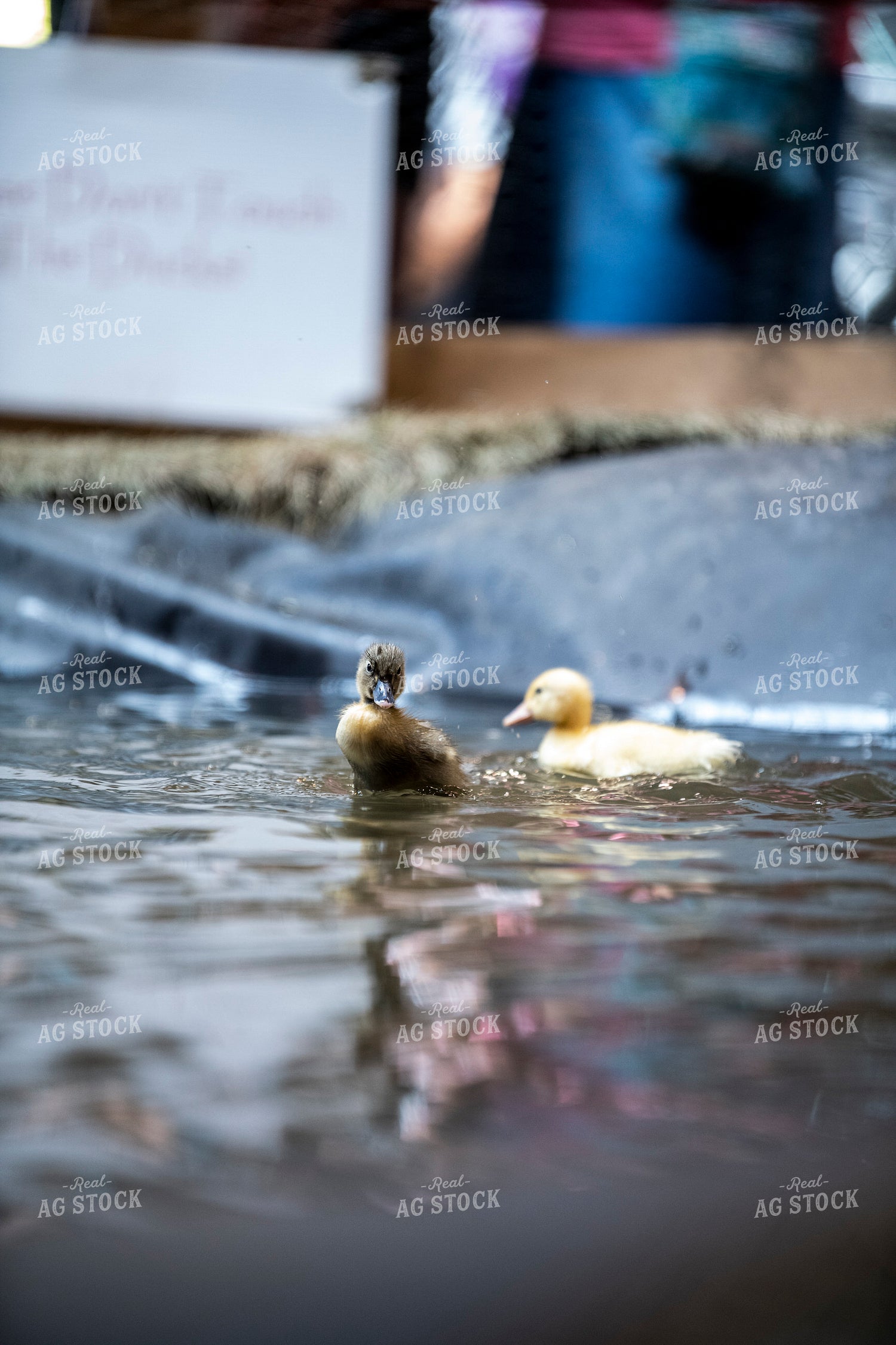 Ducklings 197033