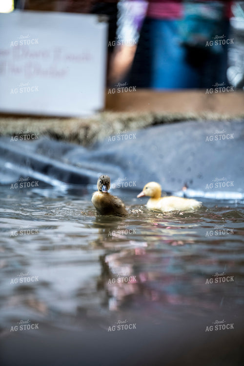 Ducklings 197033