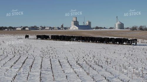 Aerial of Feeding Cattle in Winter 239535