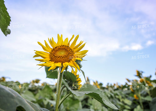 Sunflowers 160159
