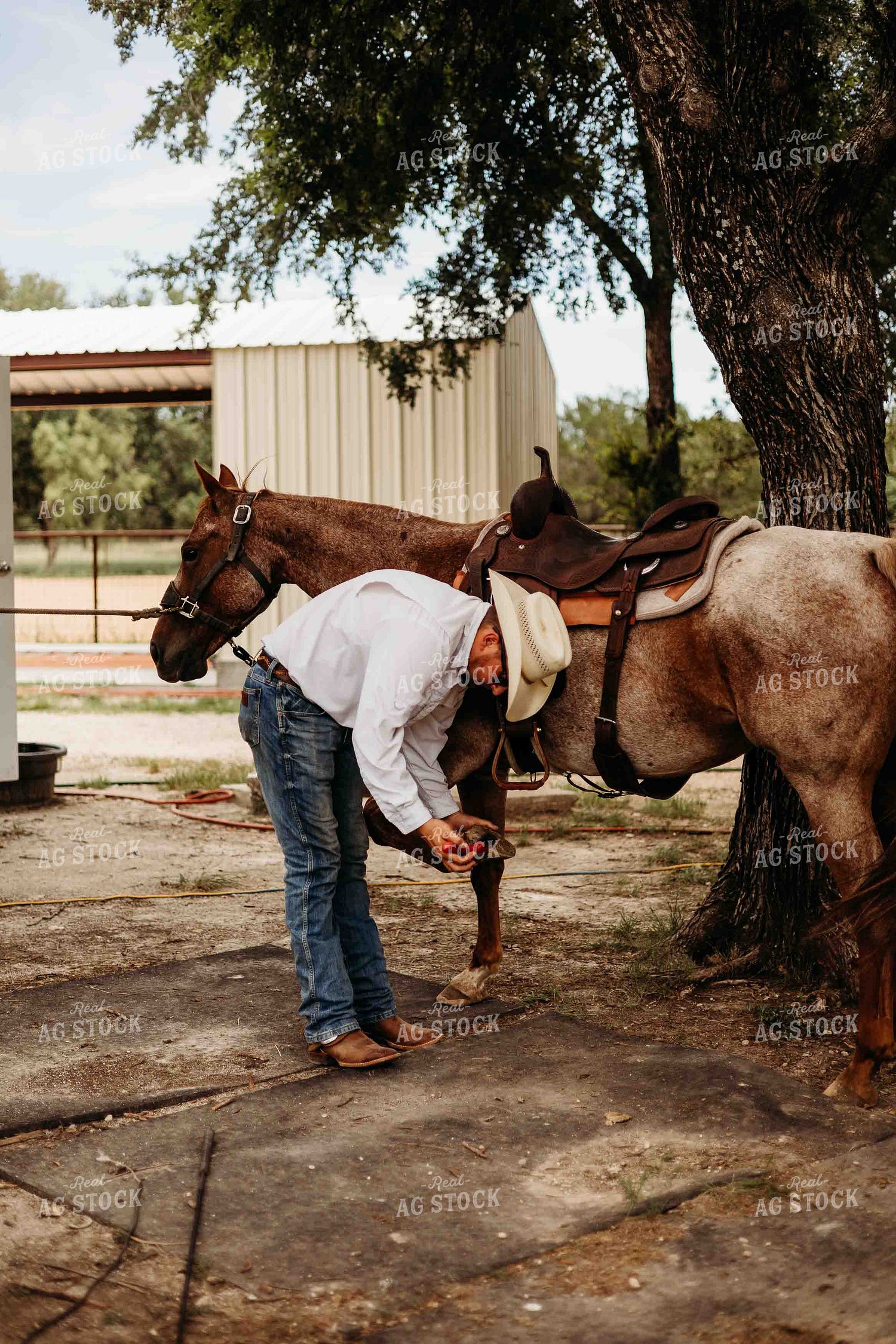 Cleaning Horse Hoof 281077