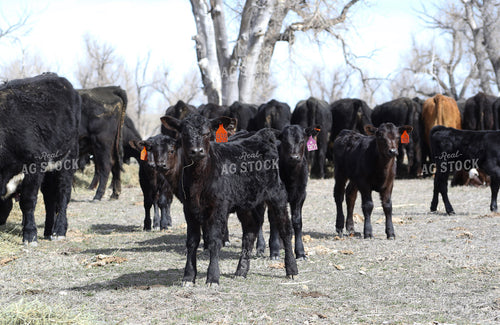 Angus Calves 117216