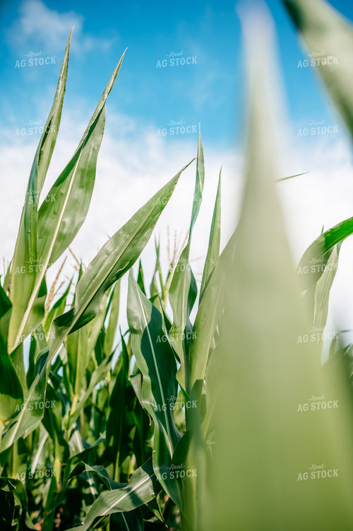 Corn Leaves 56709