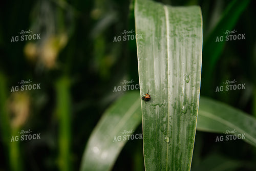 June Beetle 137042