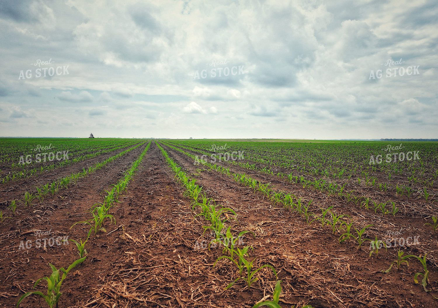 Early Growth Corn 141281