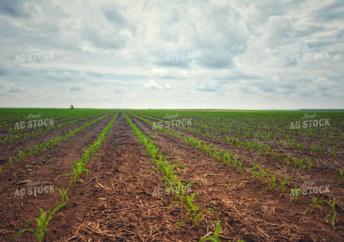Early Growth Corn 141281