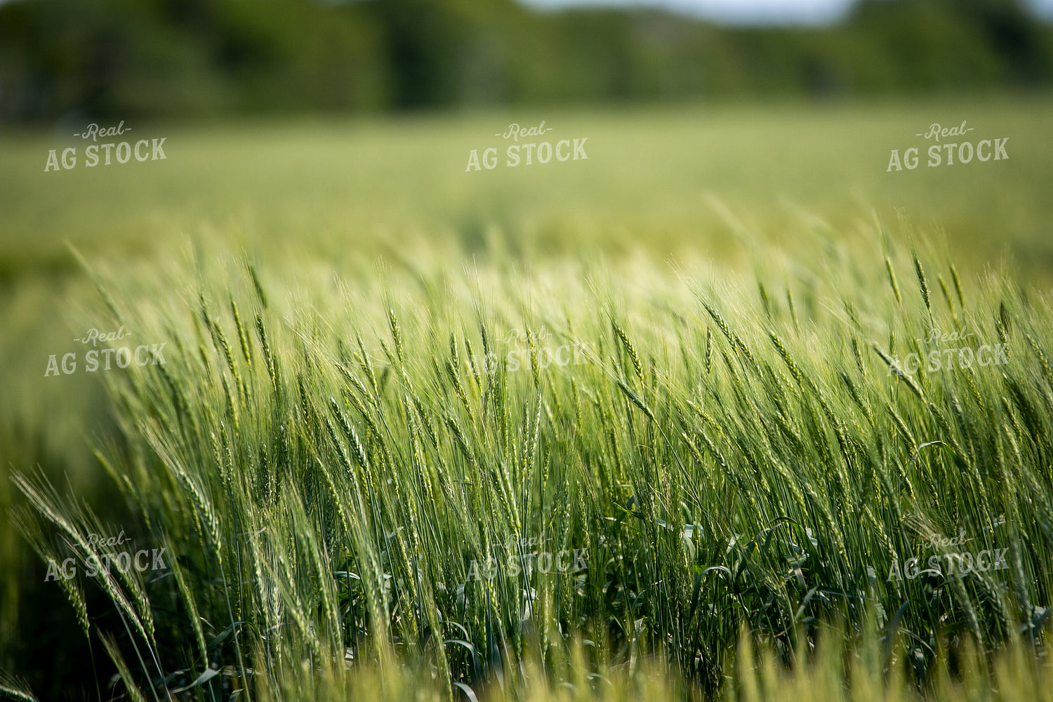 Hard Red Winter Wheat 202017