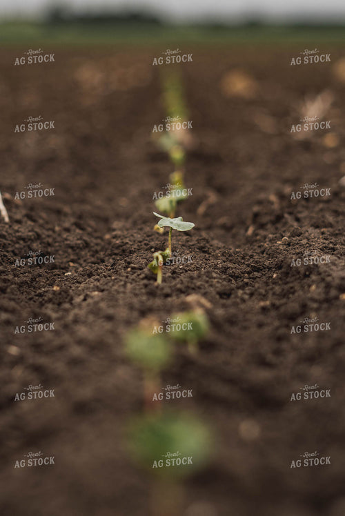 Early Growth Cotton 91072