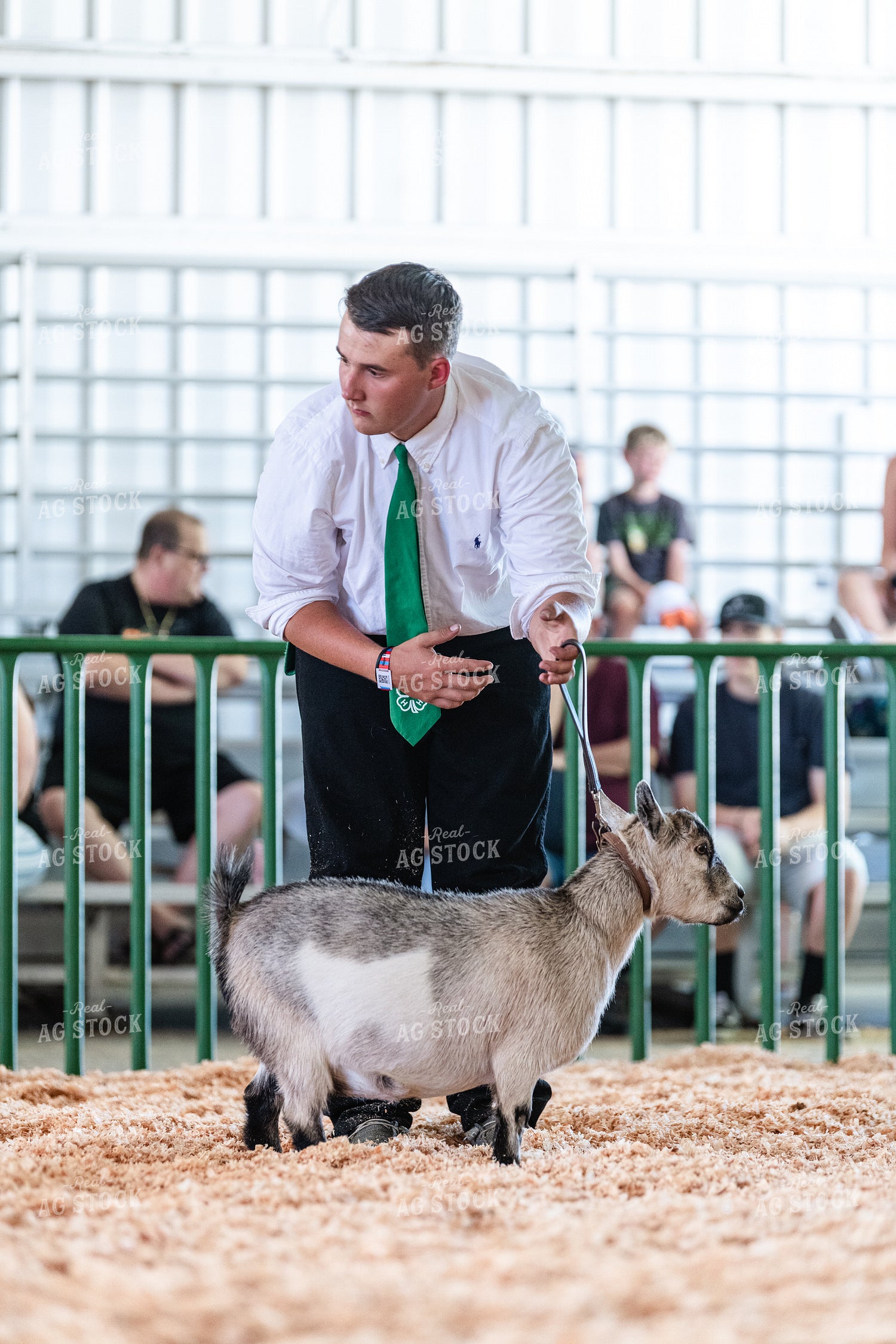 Goat in Show Ring 107003